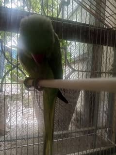 Green parrot 0