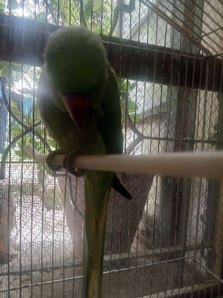 Green parrot 1