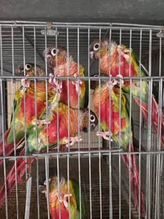 Conure | pair | parrot | extream high red | birds | available