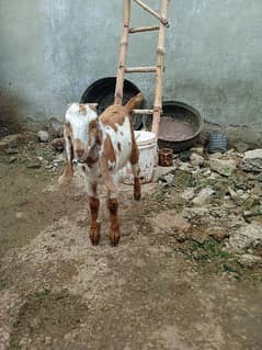 Bital bakra 03145387877 0