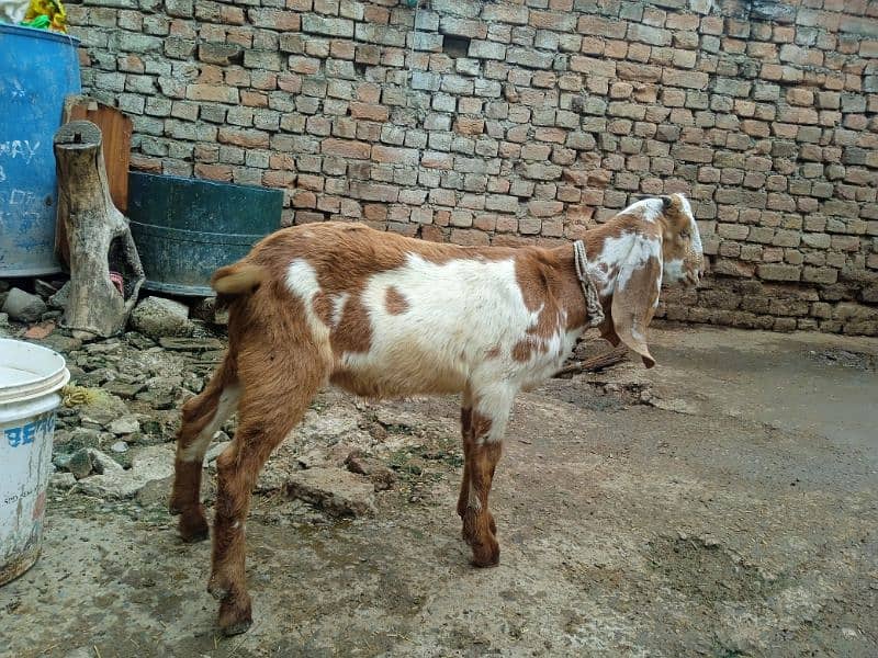 Bital bakra 03145387877 1