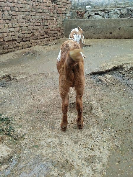 Bital bakra 03145387877 2