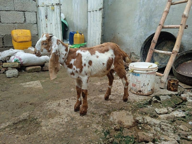 Bital bakra 03145387877 3