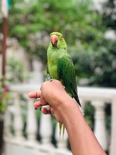 hand tame talking parrot