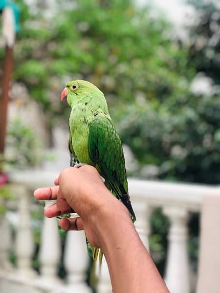 hand tame talking parrot 2