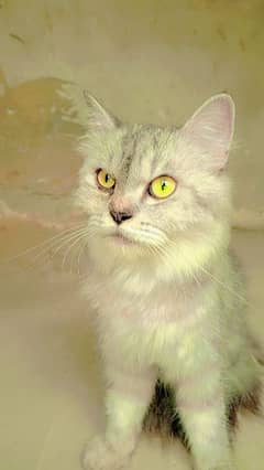 Persian cat age ni pata pure Persian ha 03333501690 0