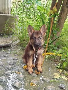 German shepherd for sale