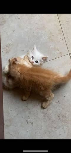 Beautiful Golden Eye Triple Coat Persian Male and blue Eye Female Pair