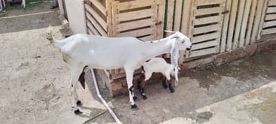 bakri with female kid