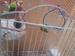 rosie coli love birds with big cage