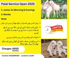 Goat Palai Services