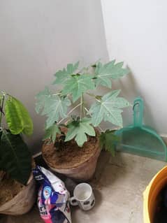 papaya plant for sale 0