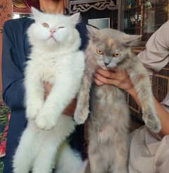 Persian cat 0