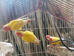 LUTINO/ALBINO , BLACK WINGS BUDGIES AND HOGOROMO