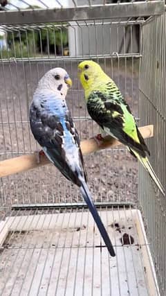 LUTINO/ ALBINO , BLACK WINGS BUDGIES AND HOGOROMO