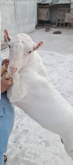 full gulabi teddy (bakri breeder) tedda goat