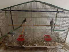 big cage for cockatiels, birds, and hen