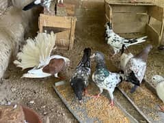 All Breed Pigeons For Sale