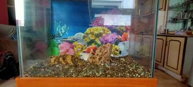 fish aquarium