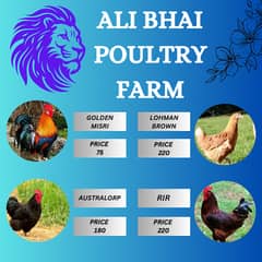 golden misri | lohman brown | australorp |aseel murgha | 4 month misri