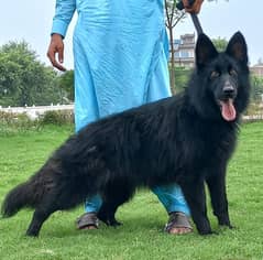 German Shepherd Dog For Sale