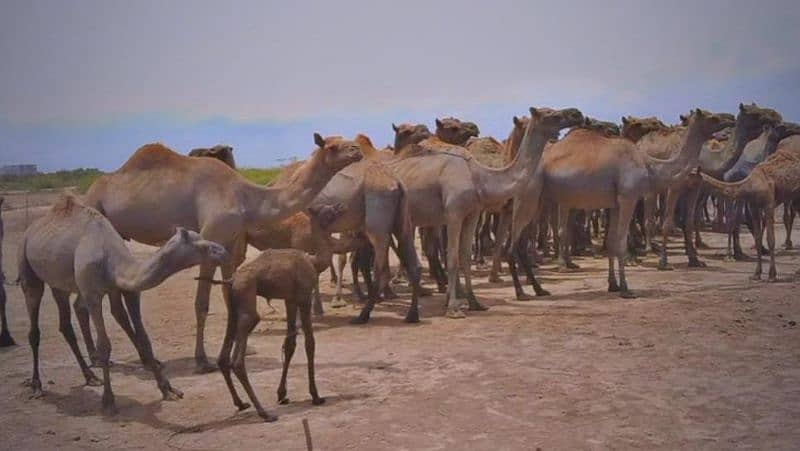 Camel and Goat Milk 3