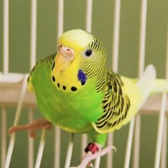 Australian parrot Pair for sale