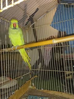 hand tame ringneck parrot