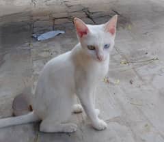 White Cat with two Eyes Colour