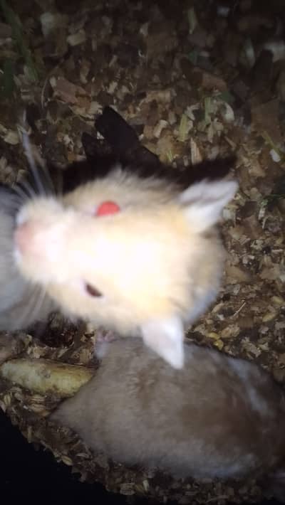 Hamster availabie