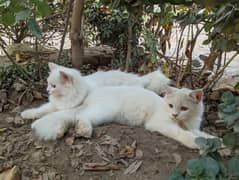 full feathery white cat