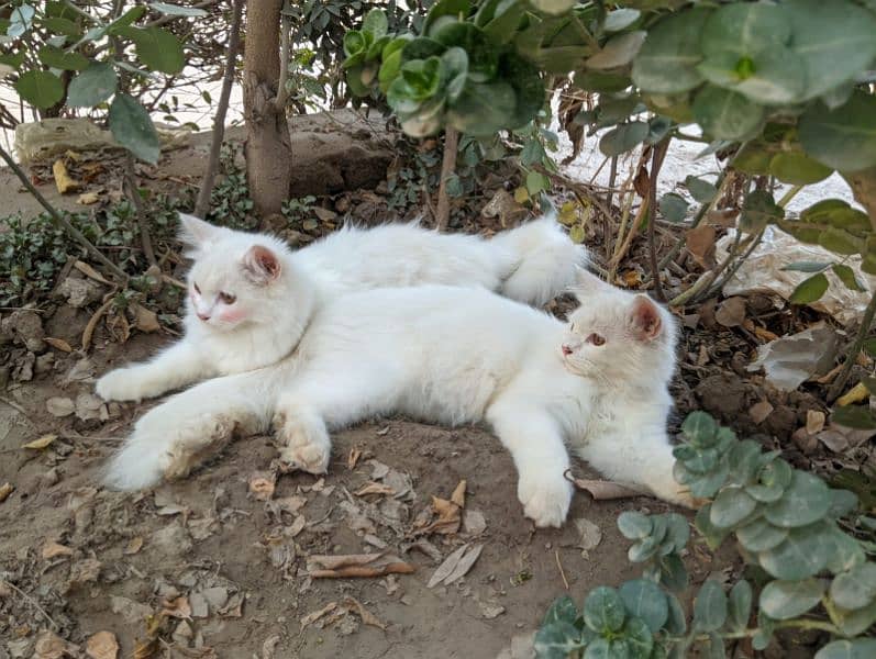 full feathery white cat 2