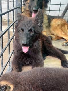 german shepherd and black shepherd