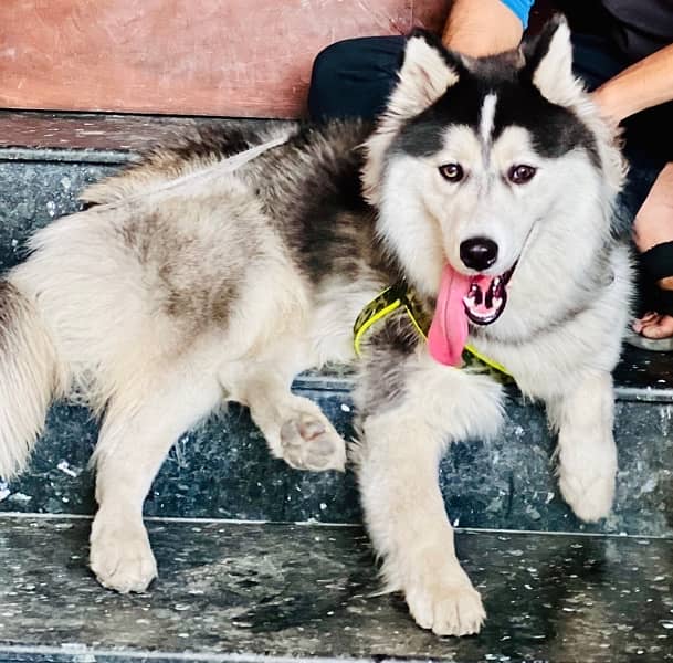 Husky | Siberian Husky | woolly coat Dog | Dog for sale 1