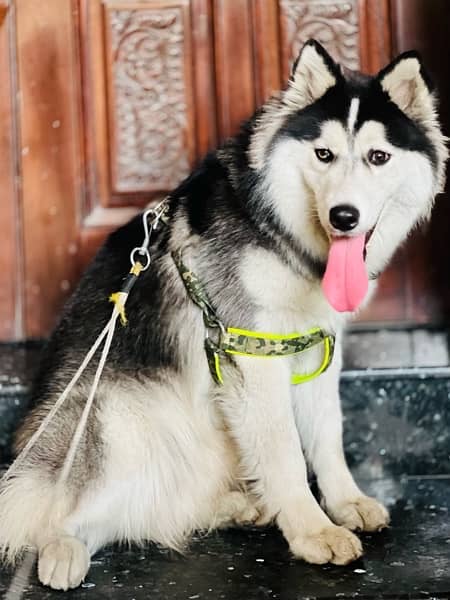 Husky | Siberian Husky | woolly coat Dog | Dog for sale 3