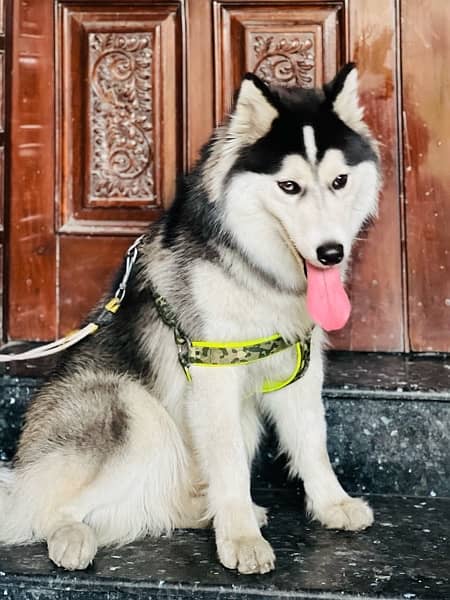 Husky | Siberian Husky | woolly coat Dog | Dog for sale 4