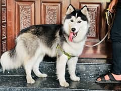 Husky | Siberian Husky | woolly coat Dog | Dog for sale 0