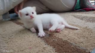 kitten Persian, white 0