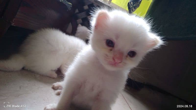 kitten Persian, white 1