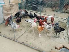 hens for sales