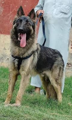 pure bhagyary male age 10 month full sequrty dogs for sale