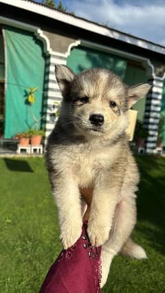 husky puppies for sale