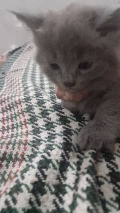 want to sale kitten 0