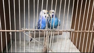 Exhi black wing budgies 0