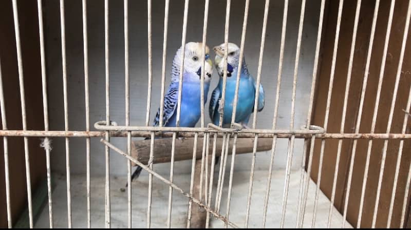 Exhi black wing budgies 0