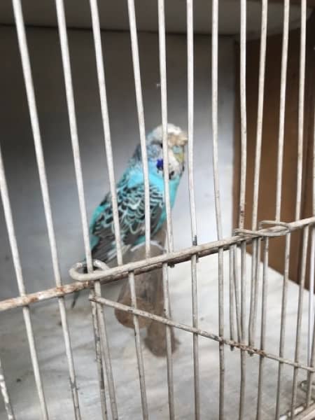 Exhi black wing budgies 1