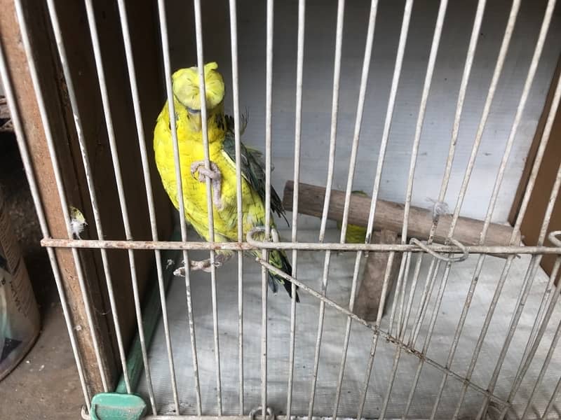 Exhi black wing budgies 7