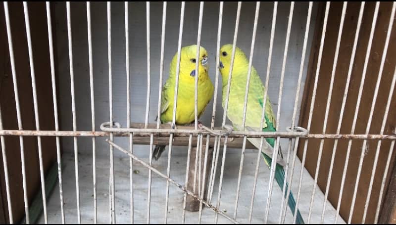 Exhi black wing budgies 8