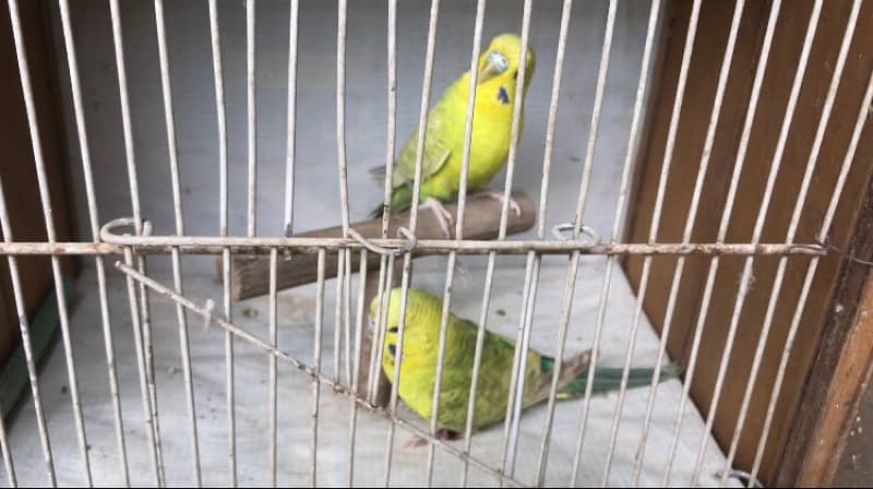 Exhi black wing budgies 9