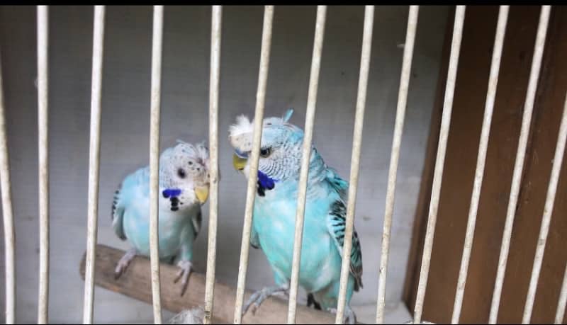 Exhi black wing budgies 10